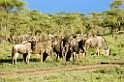Ndutu Gnu flok22
